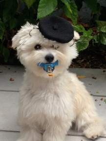 Key Biscayne Pet Training- Painting Dog